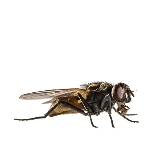 Placas adhesivas insectocaptor HIPERMERCADO (440×295 mm) - Imagen 2